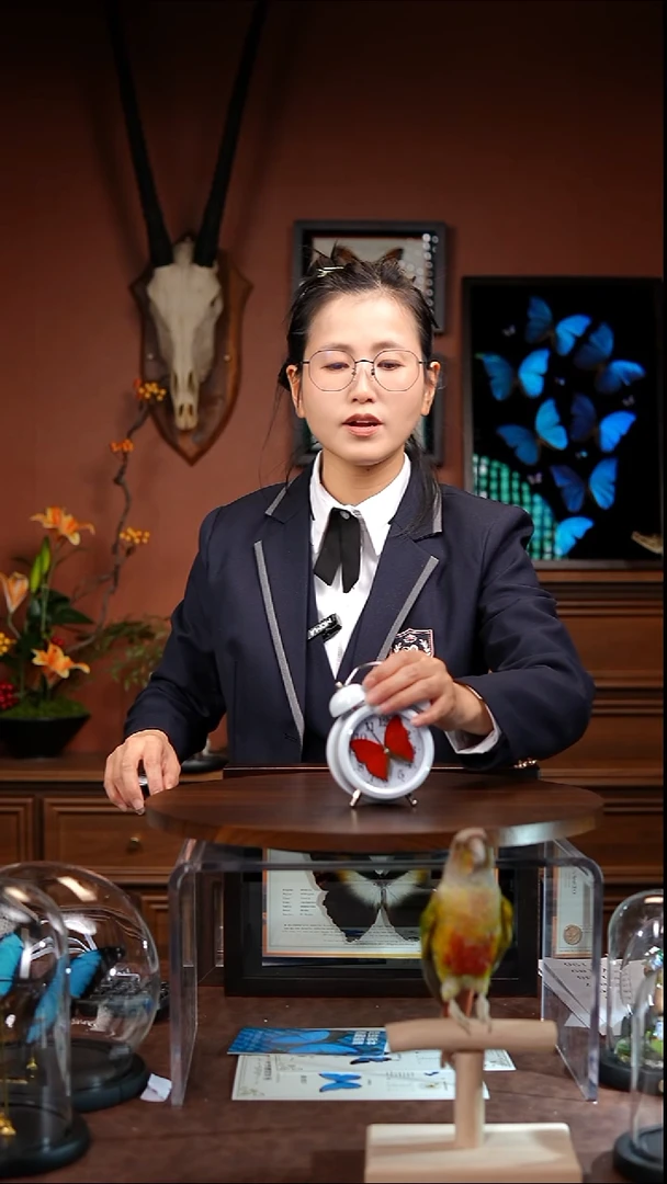 竞拍  Y180   血漪蛱蝶 闹钟款