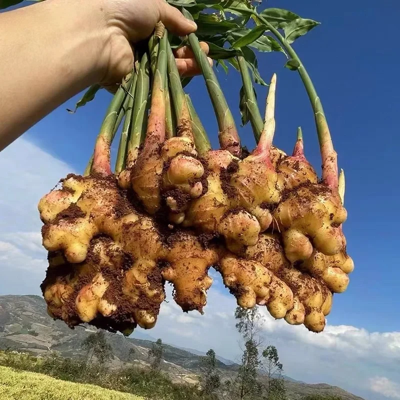 云南小黄姜新鲜现挖姜山地种植香味浓郁辛辣多汁