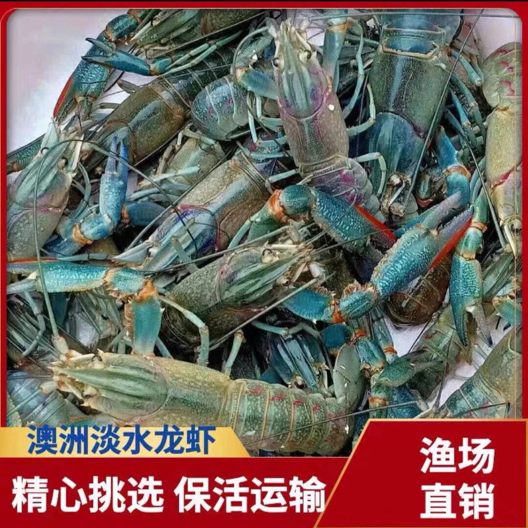 10斤顺丰包邮【天水养殖】鲜活超大蓝龙虾包肥好吃