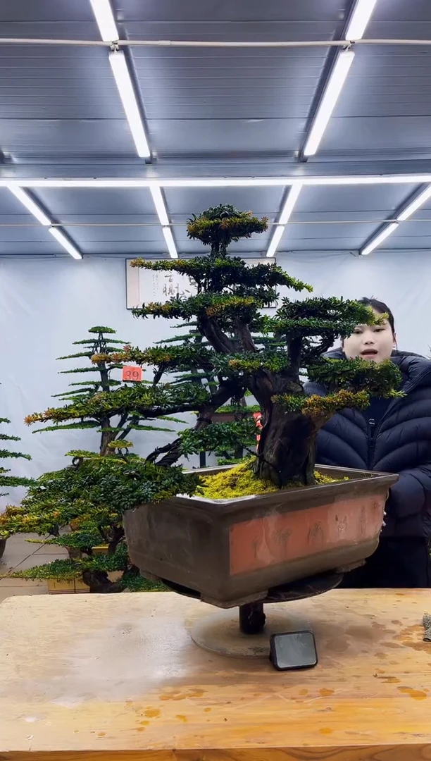 无花朵粉*叔一物一拍·所见即所得