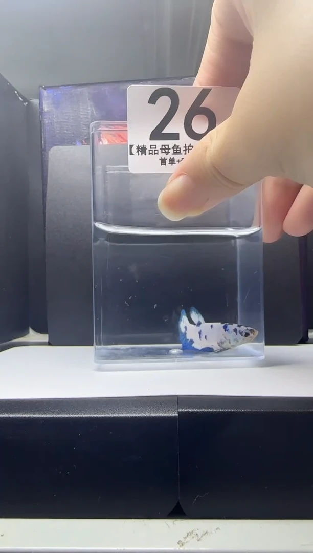 斗鱼母鱼编号：26