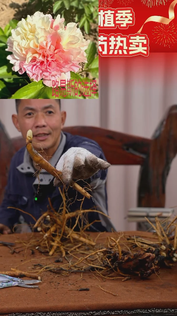 【晚场原颗芍药一物一拍】71号