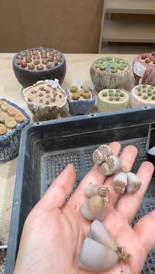 17-85多肉植物肉锥