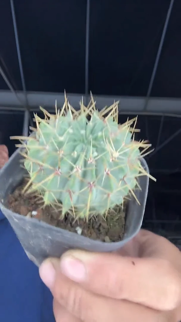 实生白狮子19.99
