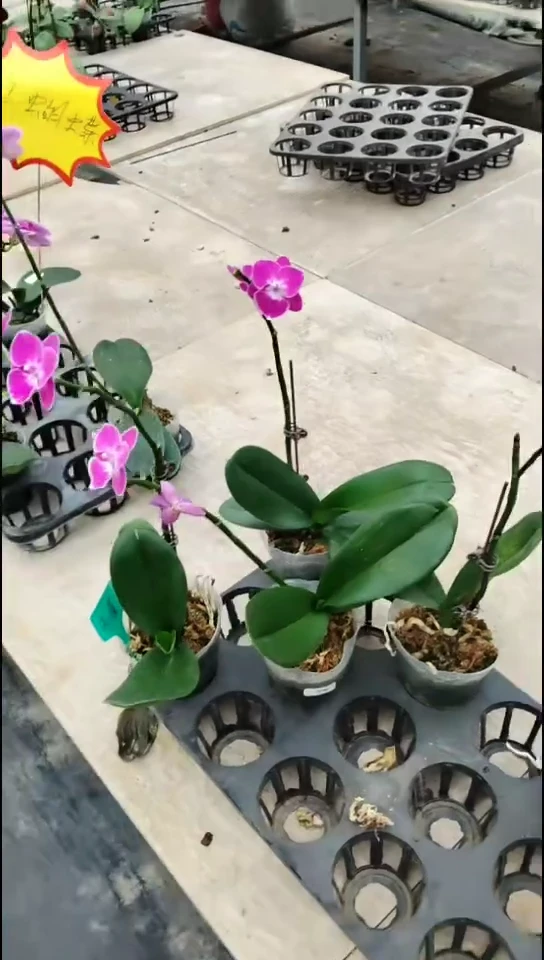 完全开放甜格格福利