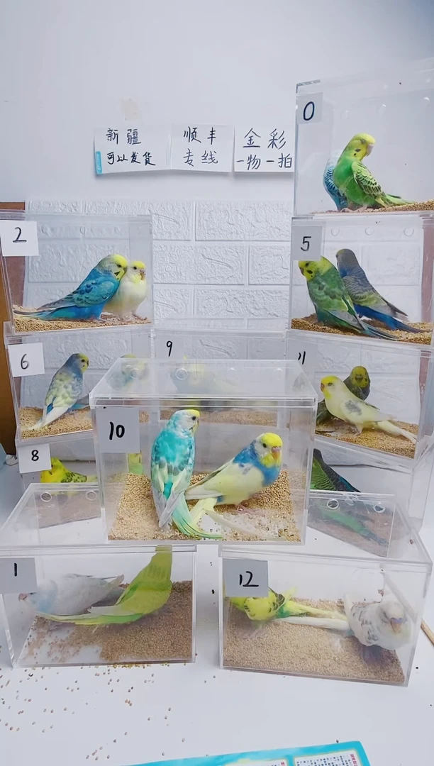 虎皮鹦鹉直播间福利价99