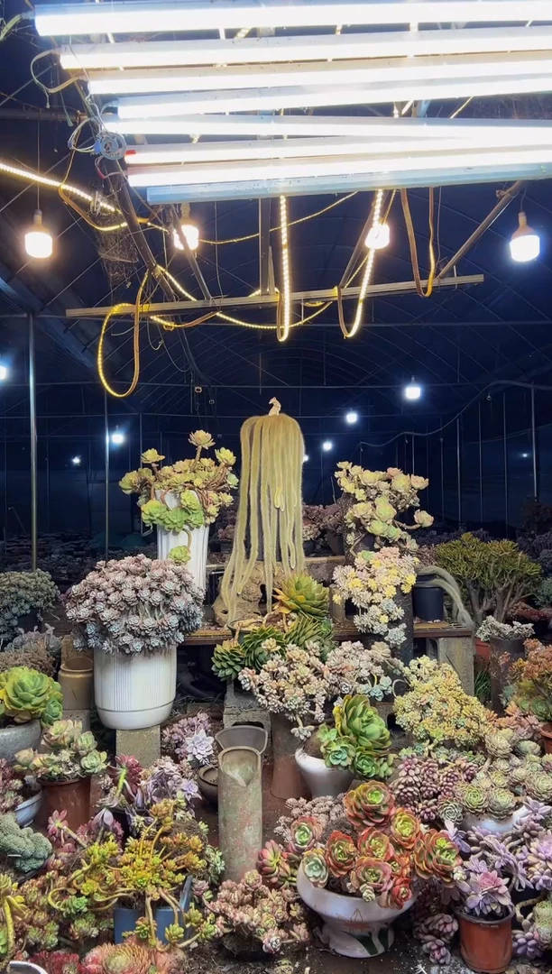 【闪购商品】9号一物一拍默认微瑕不售后