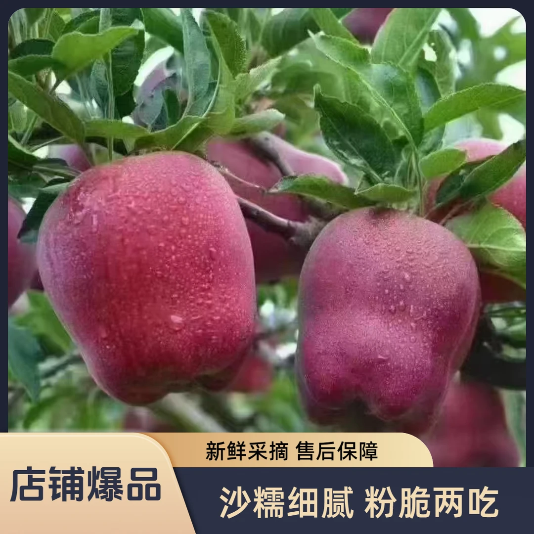 正宗甘肃天水山地花牛苹果新鲜采摘粉脆两吃自家种植1500米生长