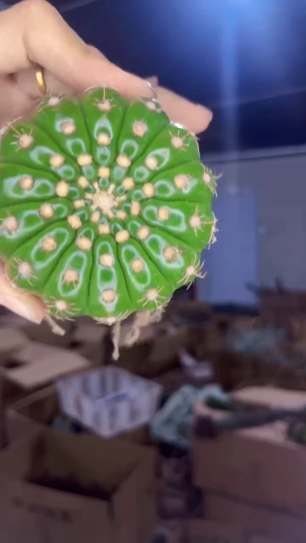 2颗 实生根 单头 眩美玉