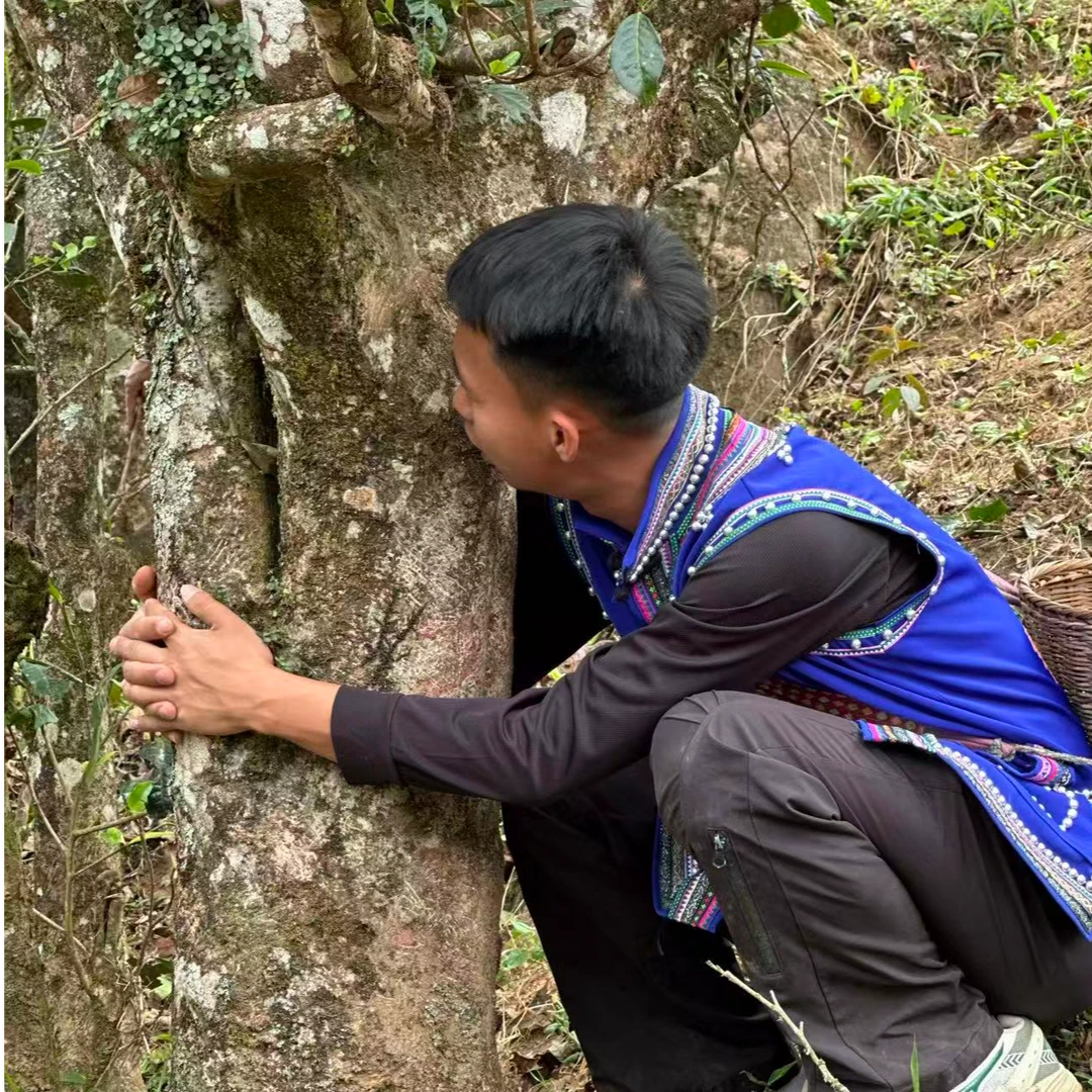 【村长推荐】/临时链接/普洱茶/生茶100克饼