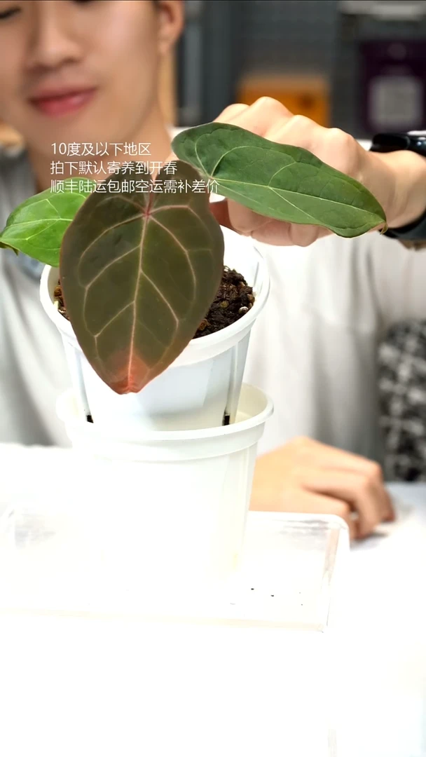 完全开放绯月（hulk x 红爪哇）03
