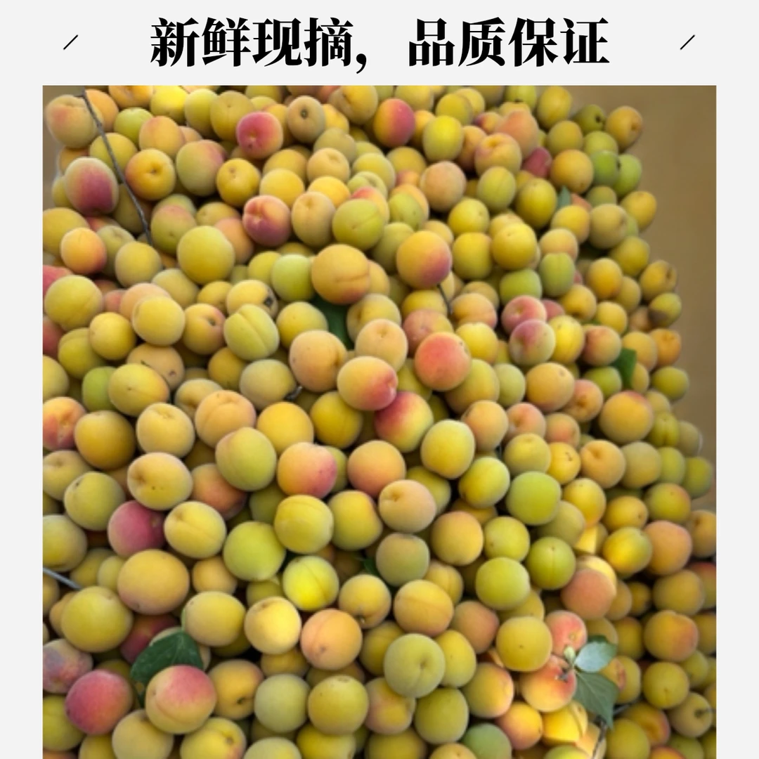 高山现摘胭脂梅 酸梅子，用于泡梅子酒 酵素 青梅露