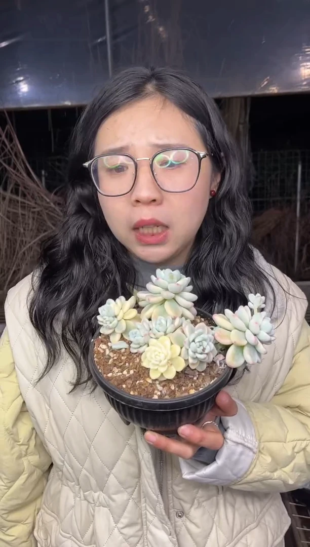 【闪购商品】65-挑大的劳尔锦9.99