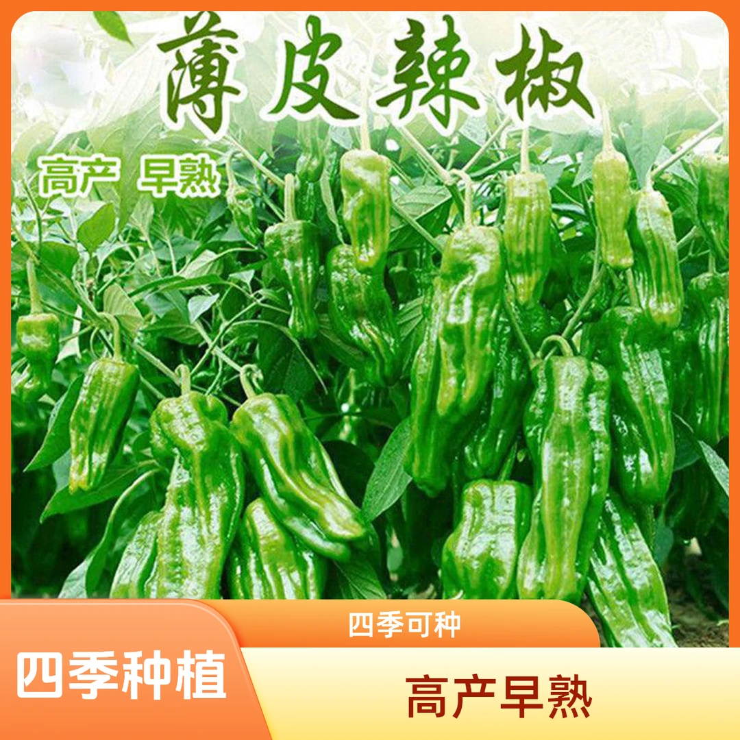 【全店满5包包邮】四季薄皮辣椒种子  好吃薄皮椒