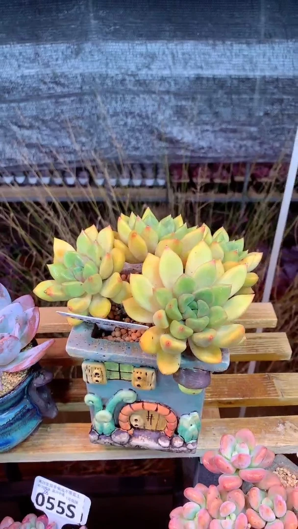 062S（一物一拍实付满28发货，默认不带盆土）