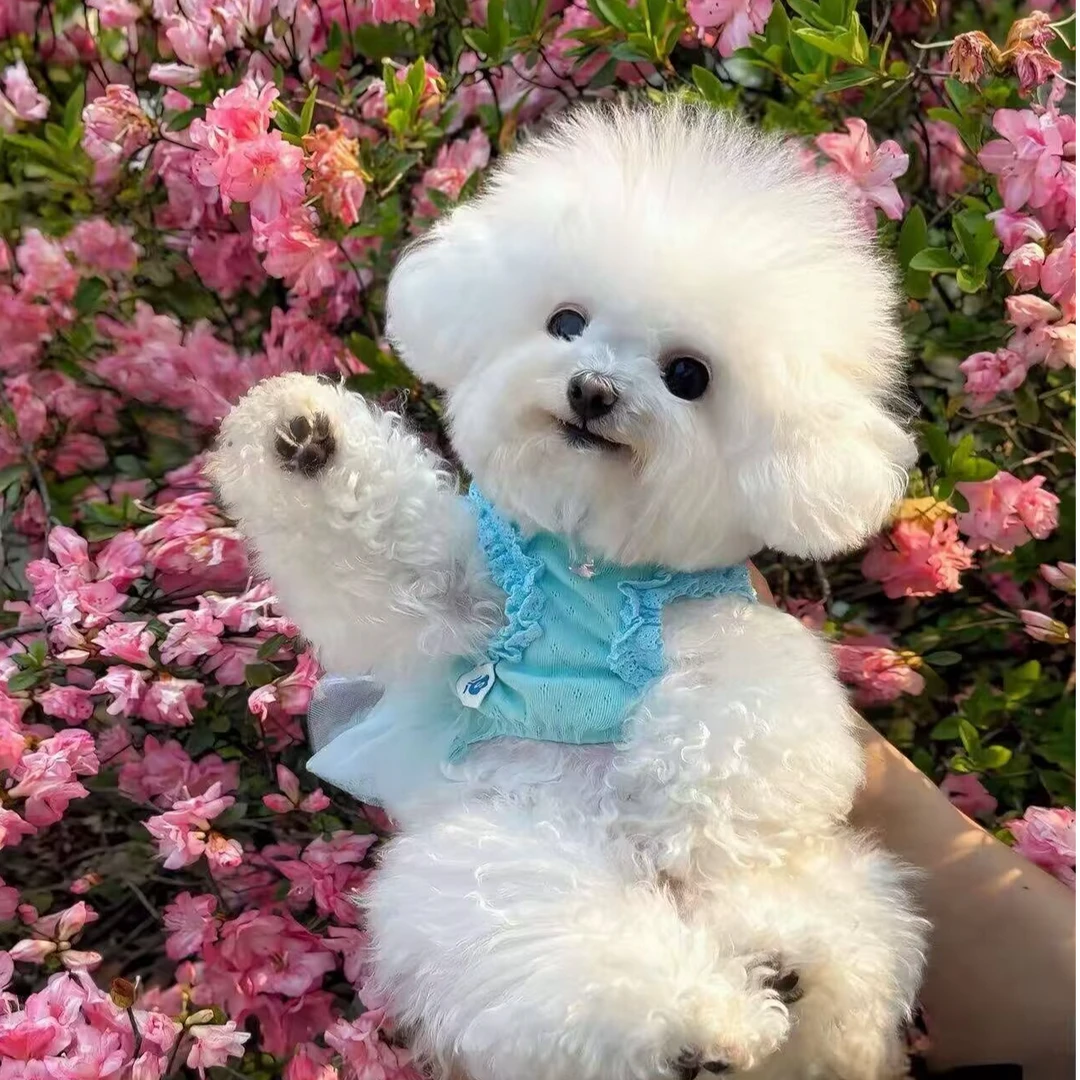 【米妮】比熊小狗活体西施犬马尔济斯