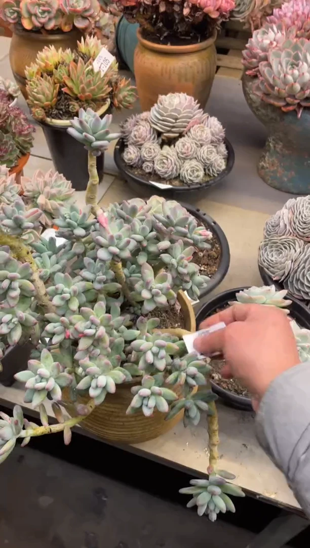 【闪购商品】1-105拍苹果奶