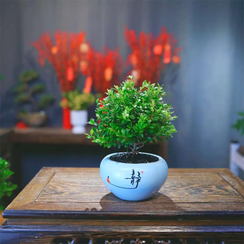 小叶赤楠金丝楠木盆栽高端美观造型盆景绿植室内客厅茶桌办公室花