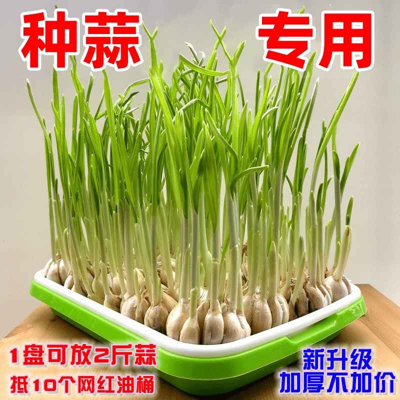 育苗盘育苗营养秧苗配套托盘专用蒜苗家庭日用必备品百货种植神器