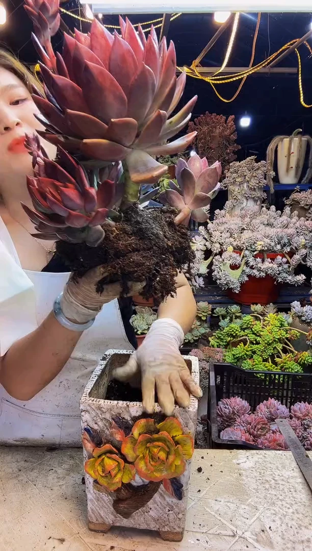 娟*红唐卡2号一物一拍（物流自理）