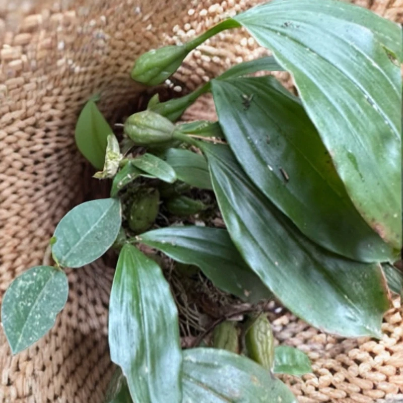 深山石头山悬崖生长野生石橄榄煲汤甘甜可口