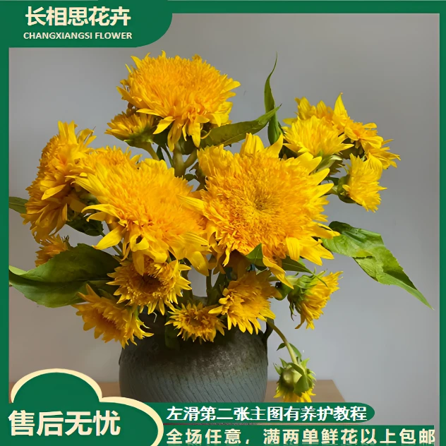 泰迪向日葵 任意2单以上发货包邮 鲜花直发