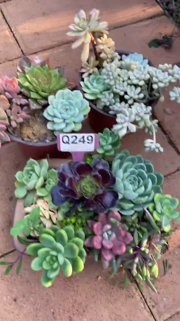 Q249多肉组合默认脱土发货