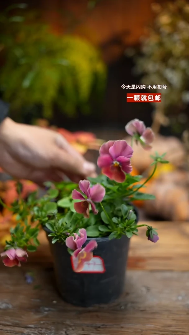 少量花朵（建议范围：2朵-5朵 或40%以下）049