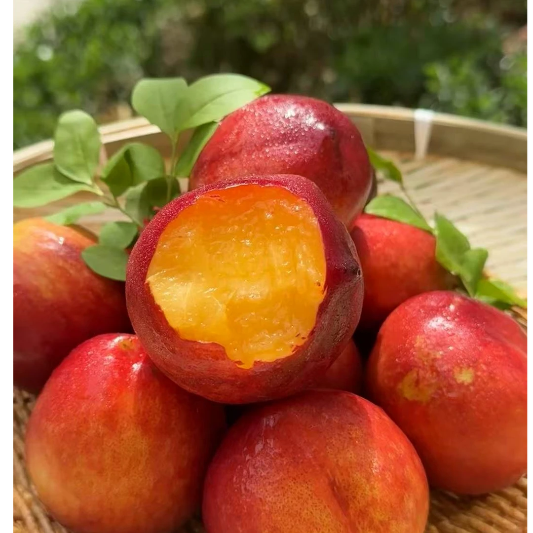 《果虎》蜂蜜油桃，桃味浓郁，香甜多汁顺丰包邮g当季新鲜水果桃子辽宁省