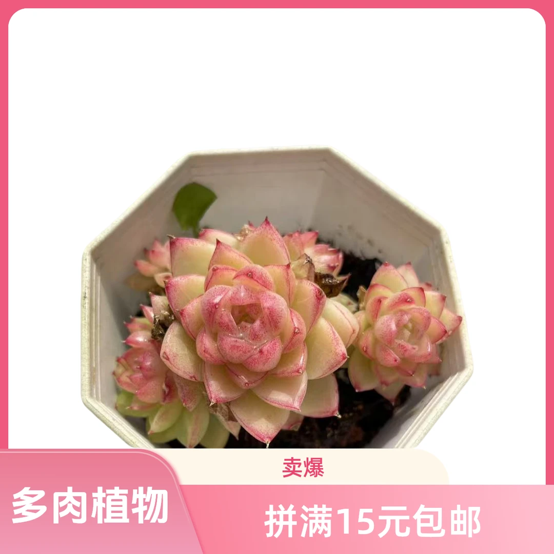 红边线女王麦秆4颗(拼满15元包邮)多肉植物阳台露台办公室