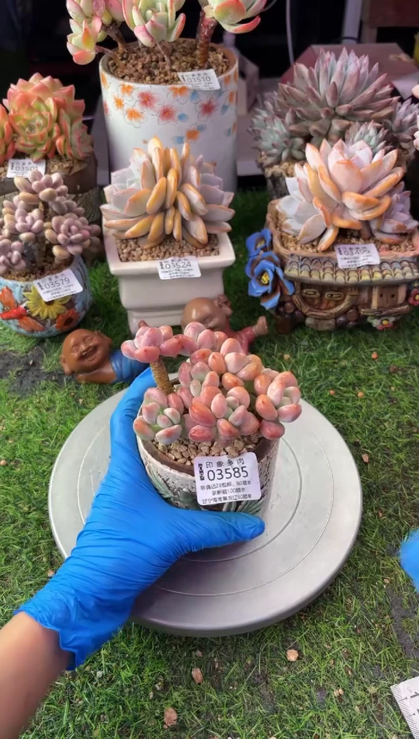 昆明印象多肉03585