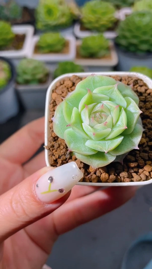 139白色妖姬量拍发一颗