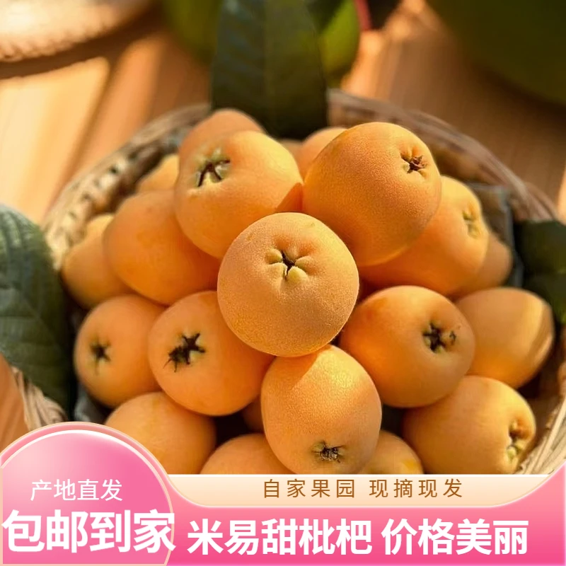 【包邮】攀枝花米易枇杷/整箱包邮/产地直发/现摘现发
