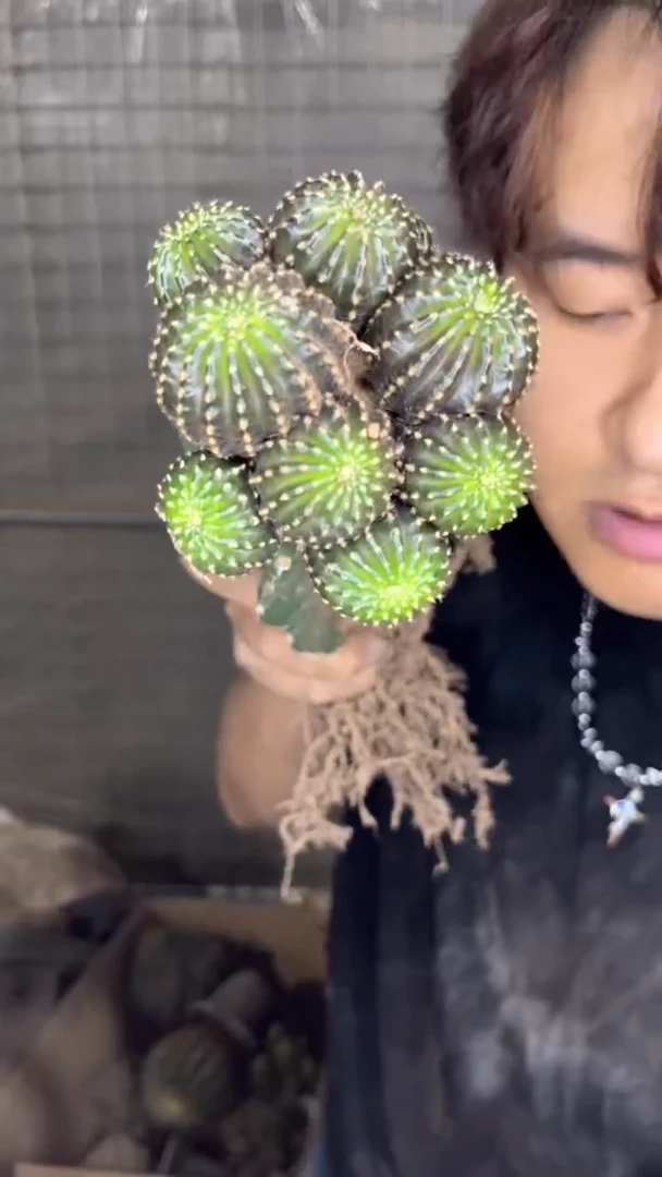 多头 紫皮纳米纳【嫁接】