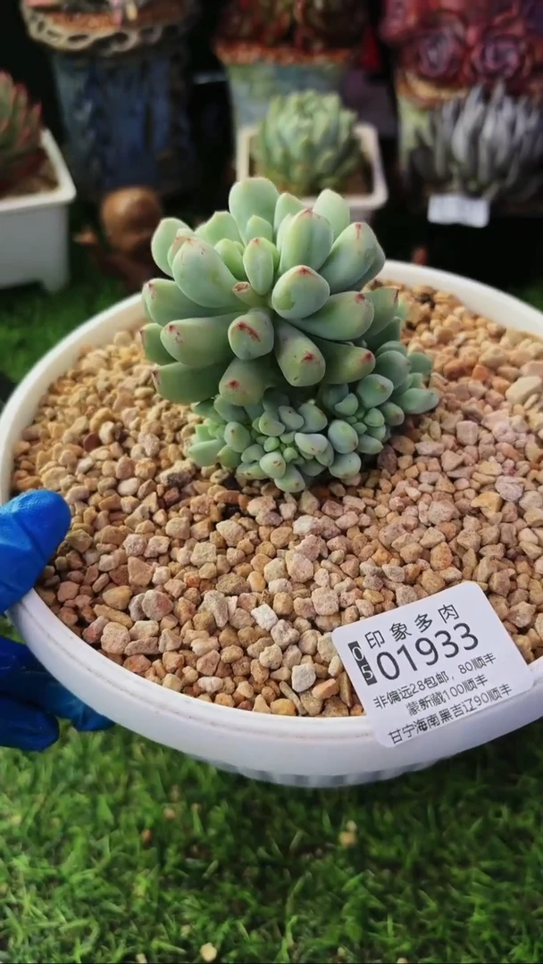 昆明印象多肉01933