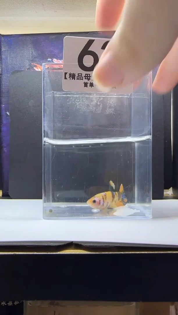 斗鱼母鱼编号：63