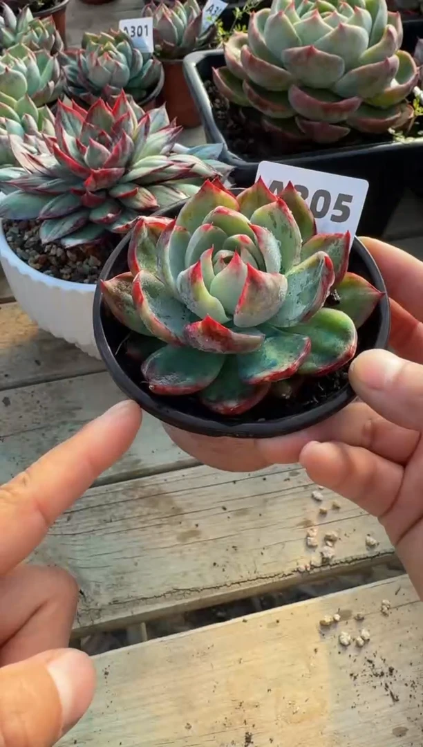 【闪购商品】A305惊鸿仙子（裸根发货）