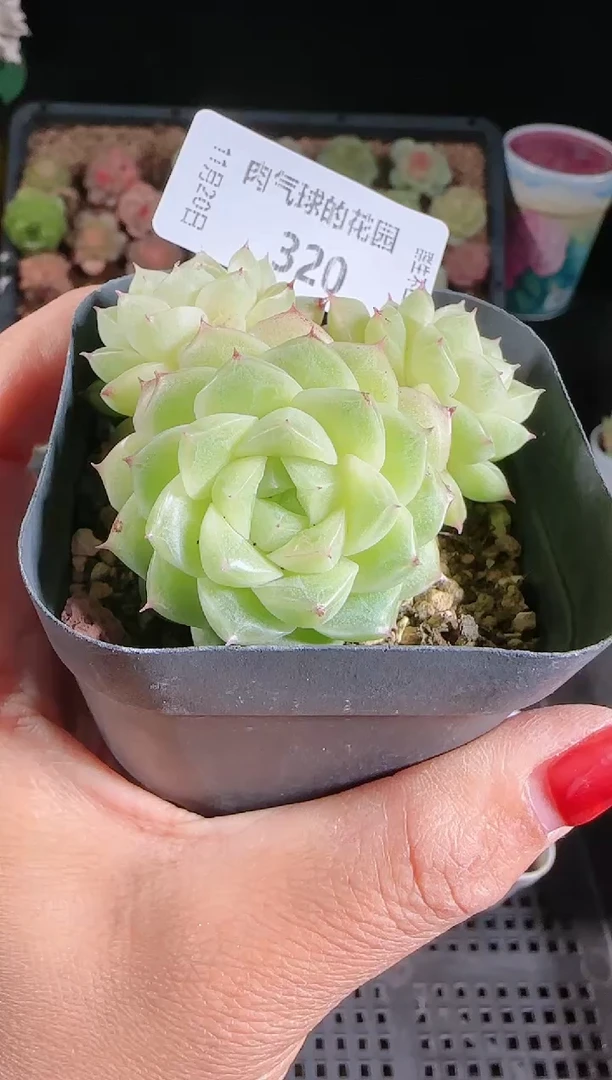 1120-320群生不包整