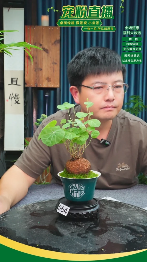 无花朵植****景苔藓微景观064号