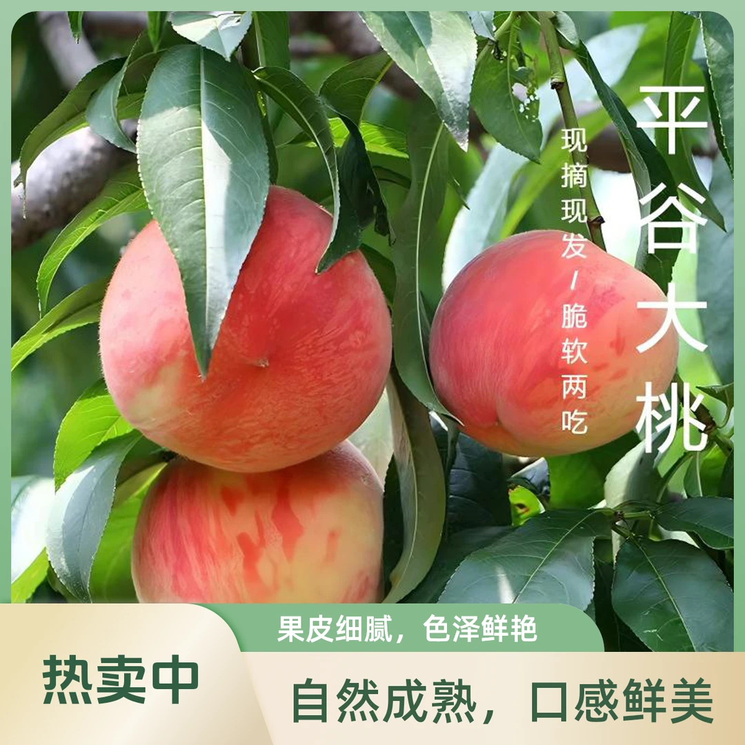 【正宗北京平谷大桃】新鲜毛桃水蜜桃现摘现发次日达鲜嫩多汁脆软两吃(没有小果不甜包赔)北京市