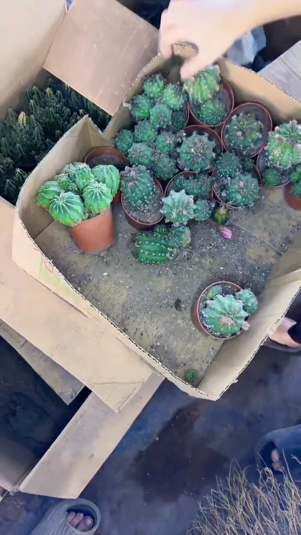 大单头 极光【带根】