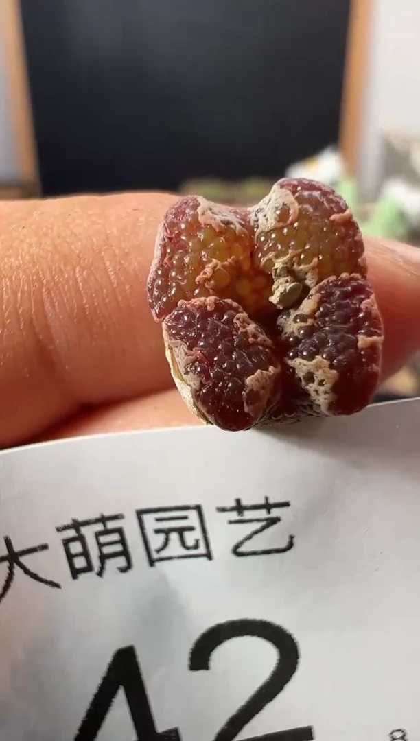 一物一拍            42