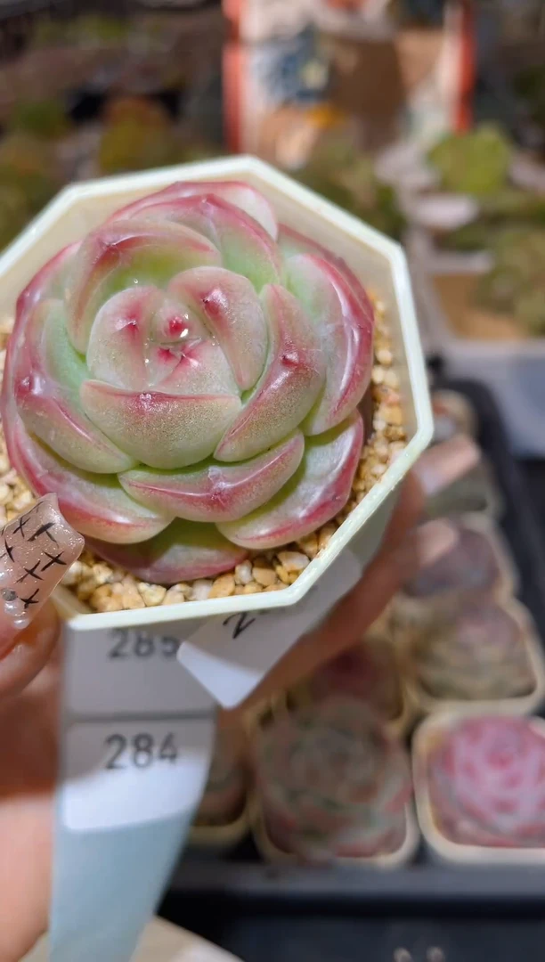 【闪购商品】283珍妮多肉