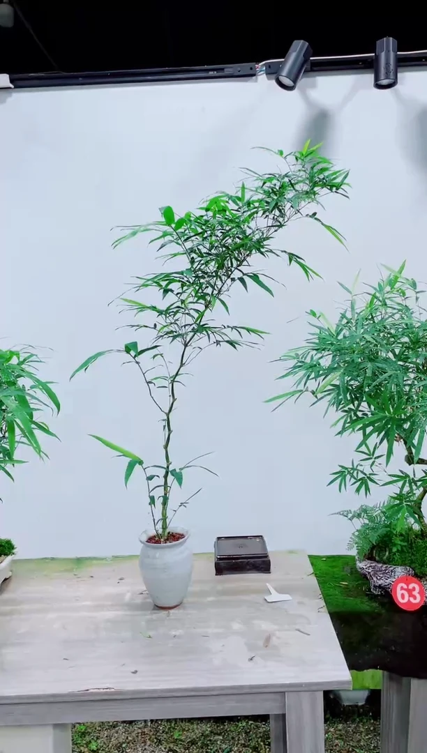 无花朵竹子盆景盆栽