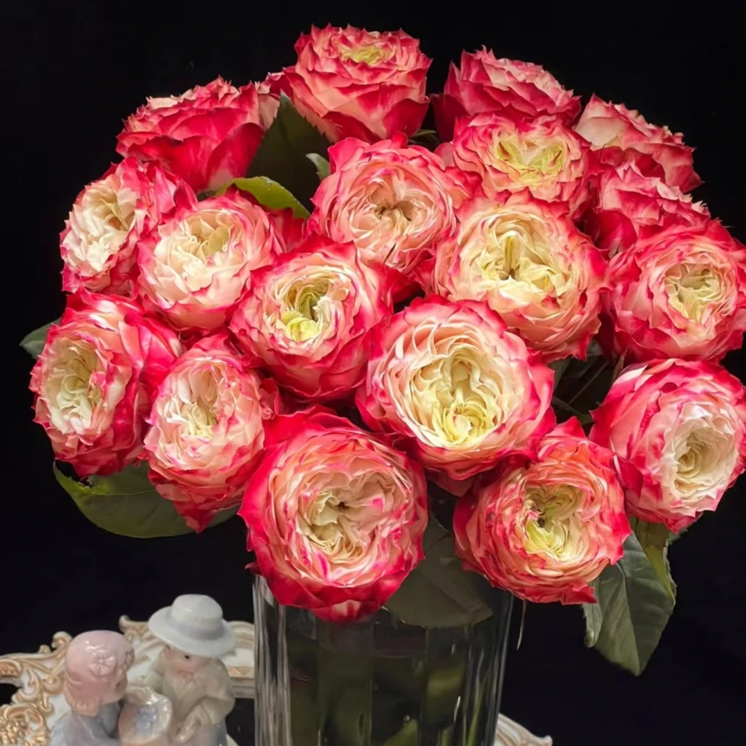 单头苹果杰克奥斯汀单头玫瑰云南直发顺丰