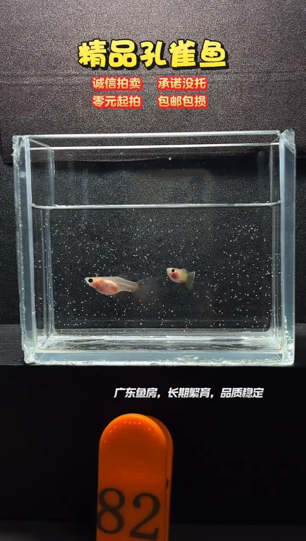 2不分公母淡水樱花蓝精灵一对带胎编号82