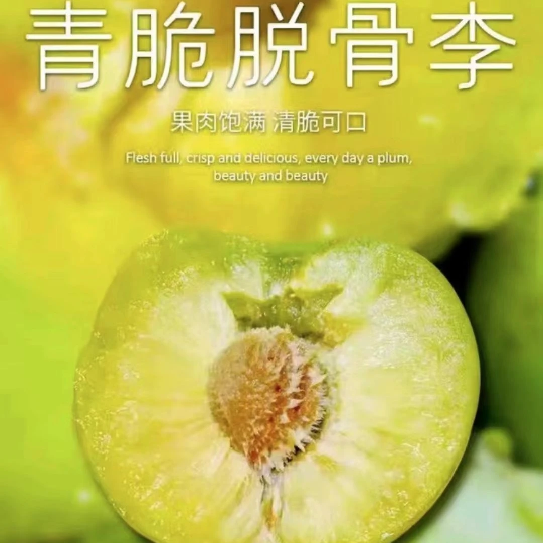 重庆高山脱骨李青脆李当季新鲜孕妇水果现摘现发
