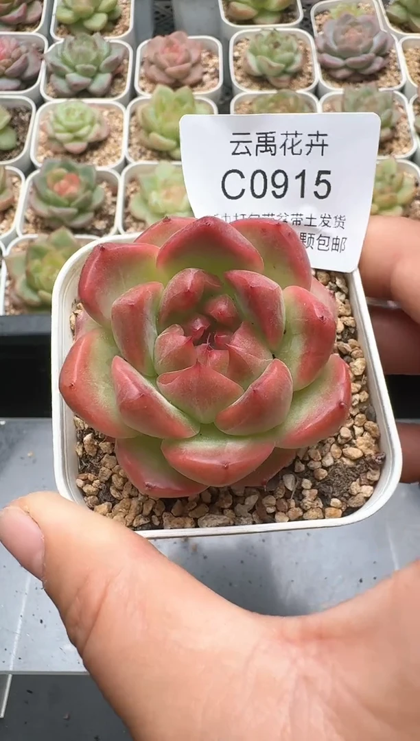 915C云禹多肉植物 带盆土纸巾打包 3颗包邮