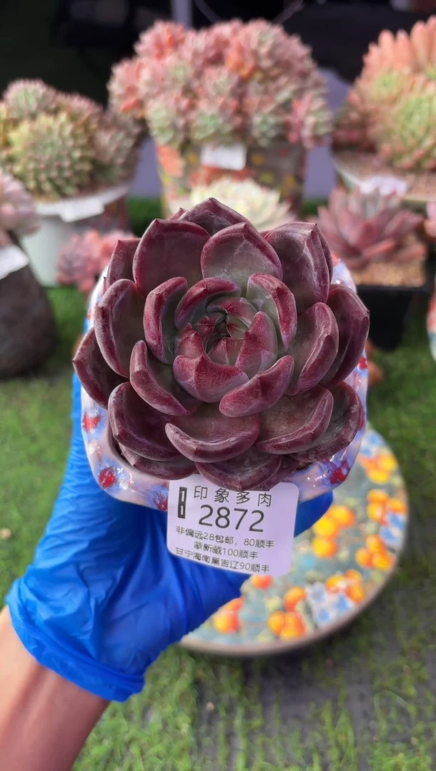 昆明印象多肉2872