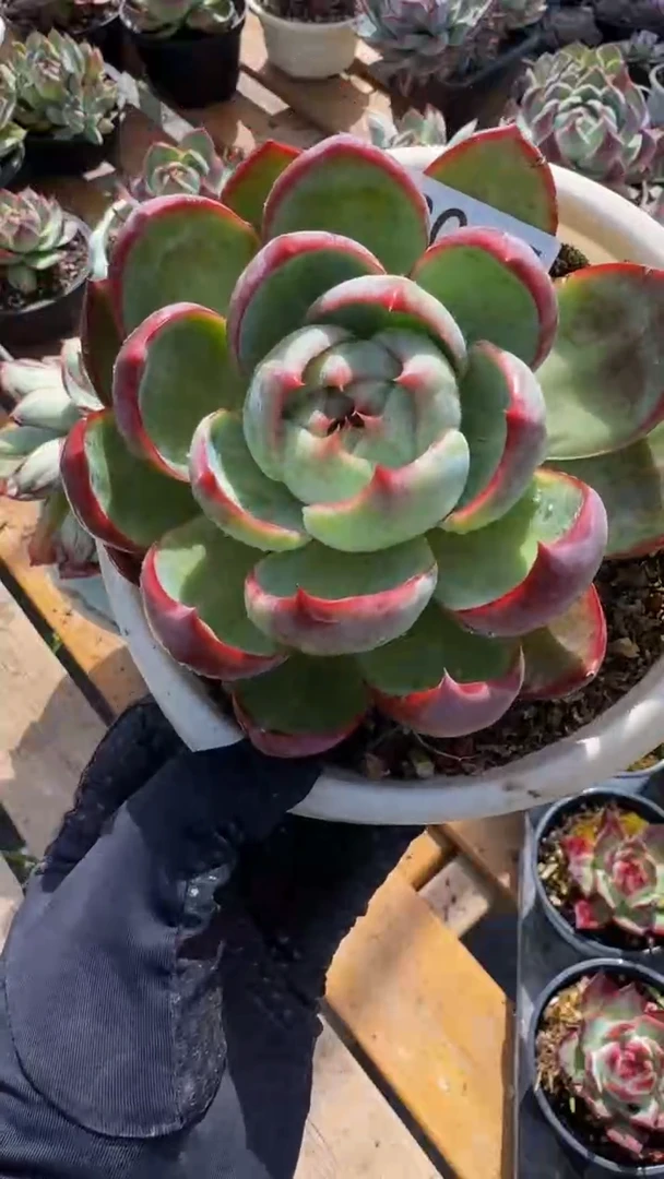 B045惊鸿仙子（裸根发货） （微瑕）